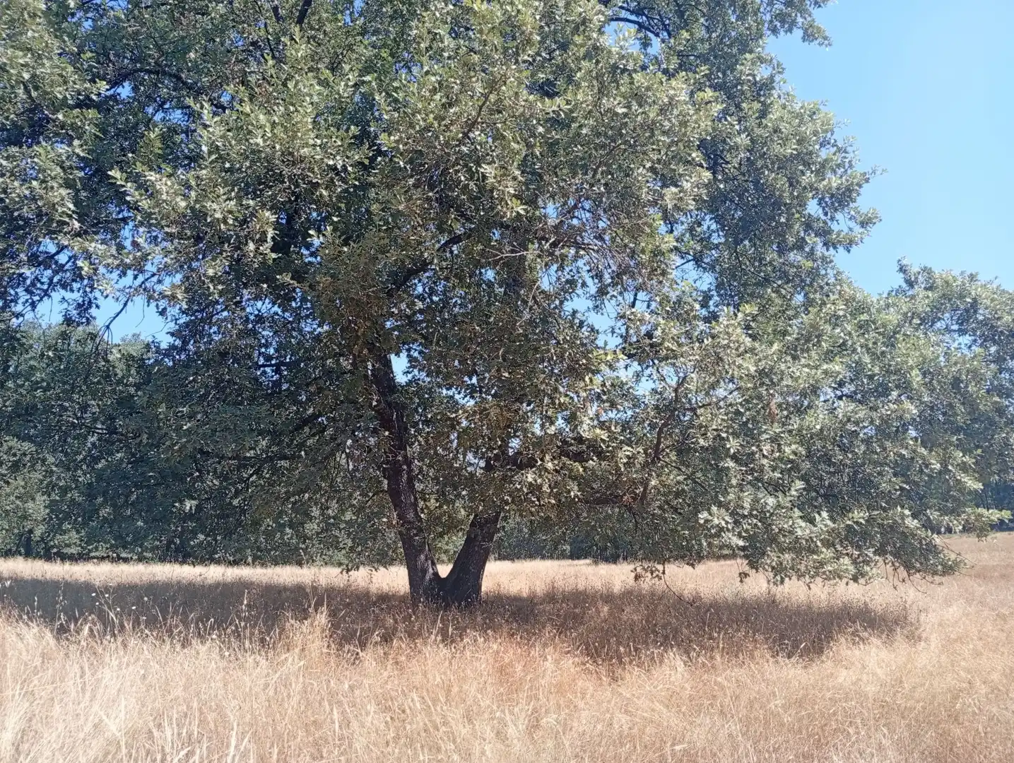 Terreni e lotti in vendita a Villanueva de la Vera, imagen 60