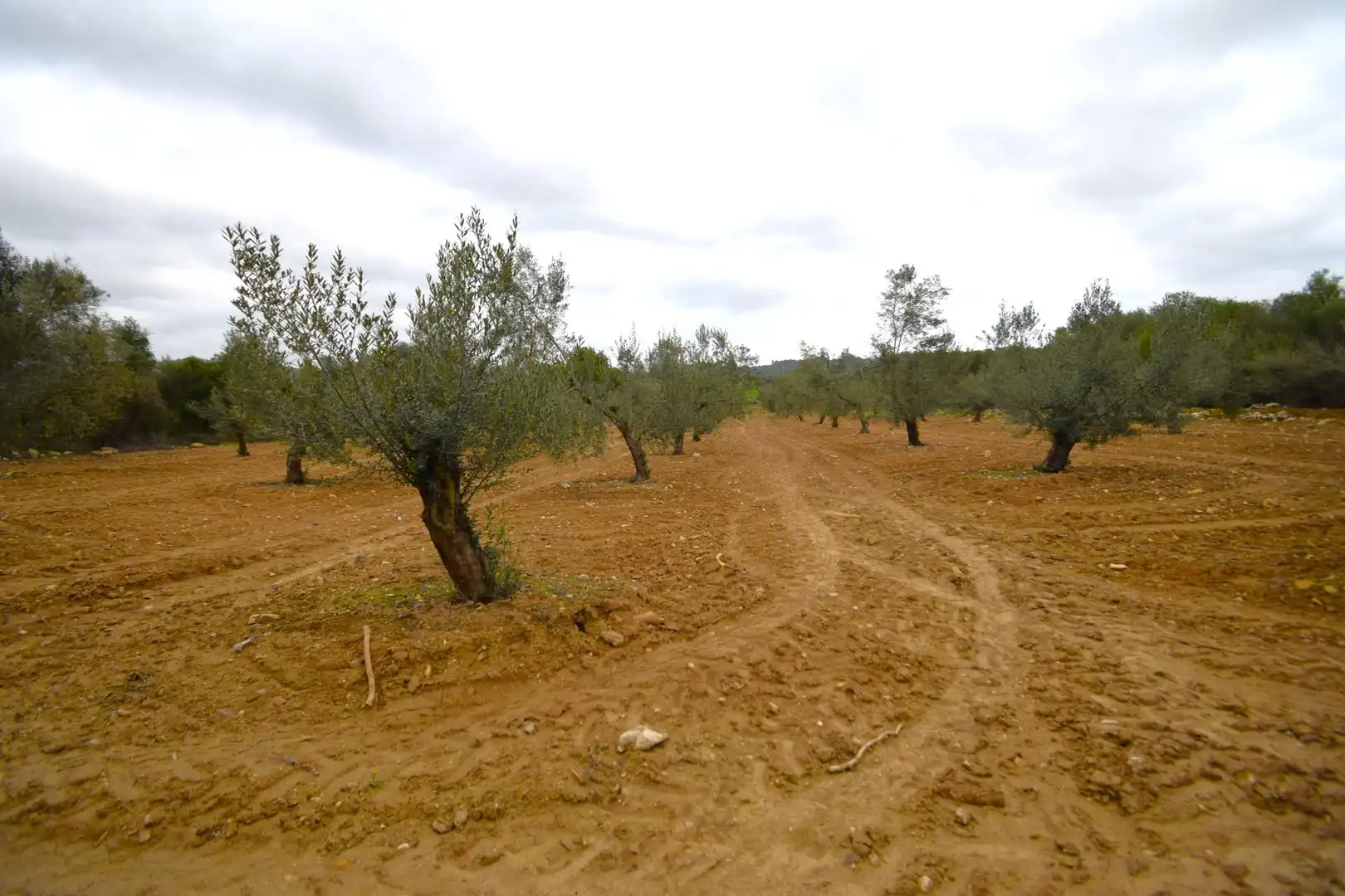 Rural land for sale in Muro, imagen 10