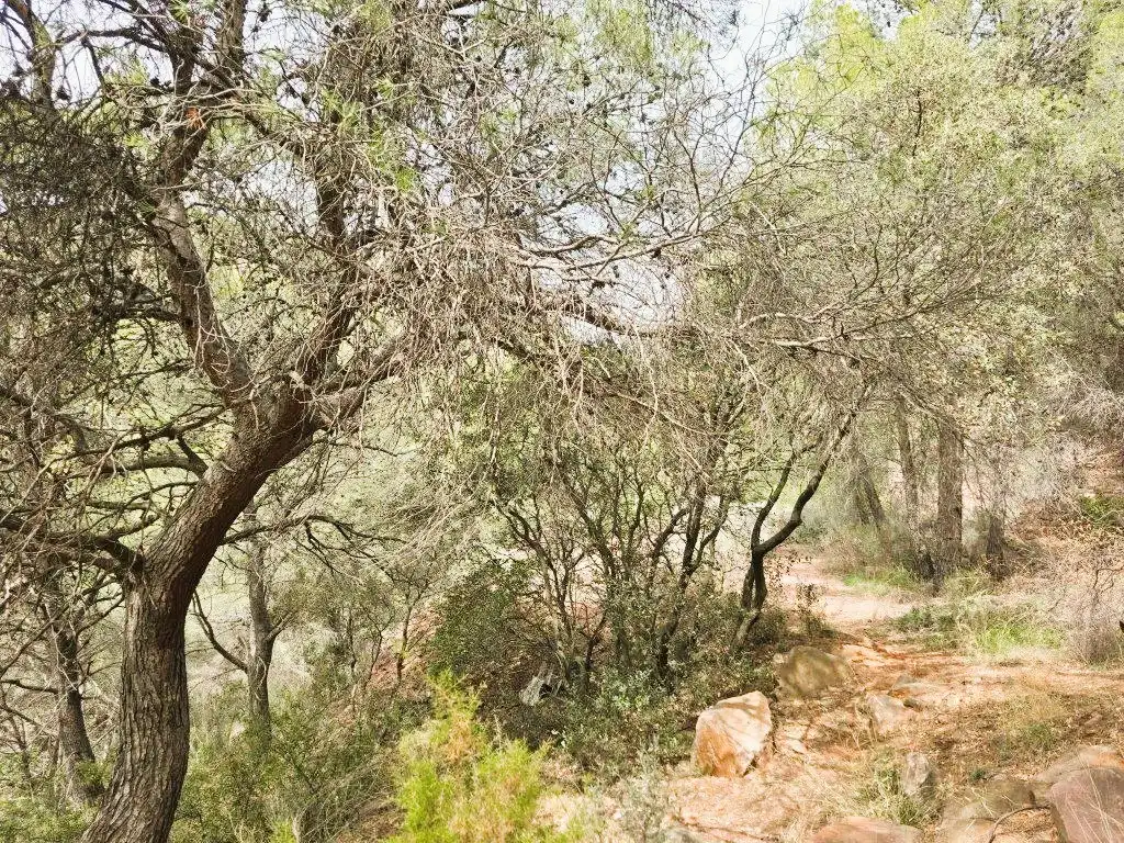 Wohnbaugrundstück zum Verkauf in Carrer Canteres 18, imagen 16