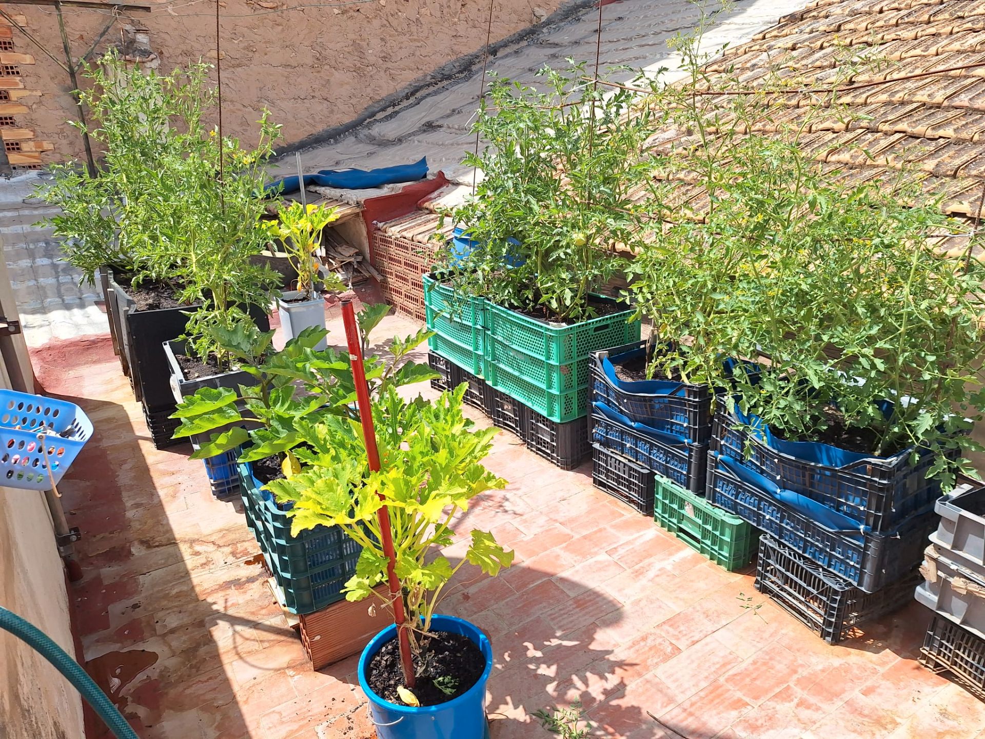 Garden of House or chalet for sale in San Vicente del Raspeig / Sant Vicent del Raspeig  with Terrace and Storage room