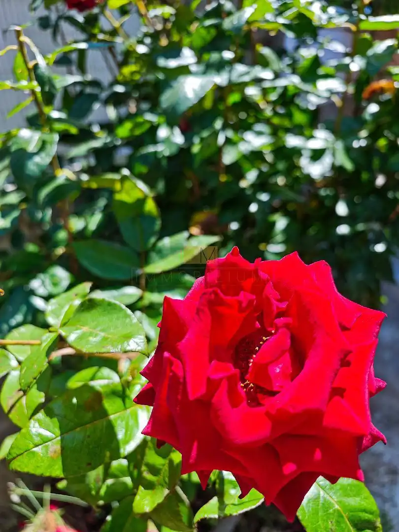 Jardí de Casa o xalet en venda en Vilanova i la Geltrú amb Calefacció, Jardí privat i Terrassa