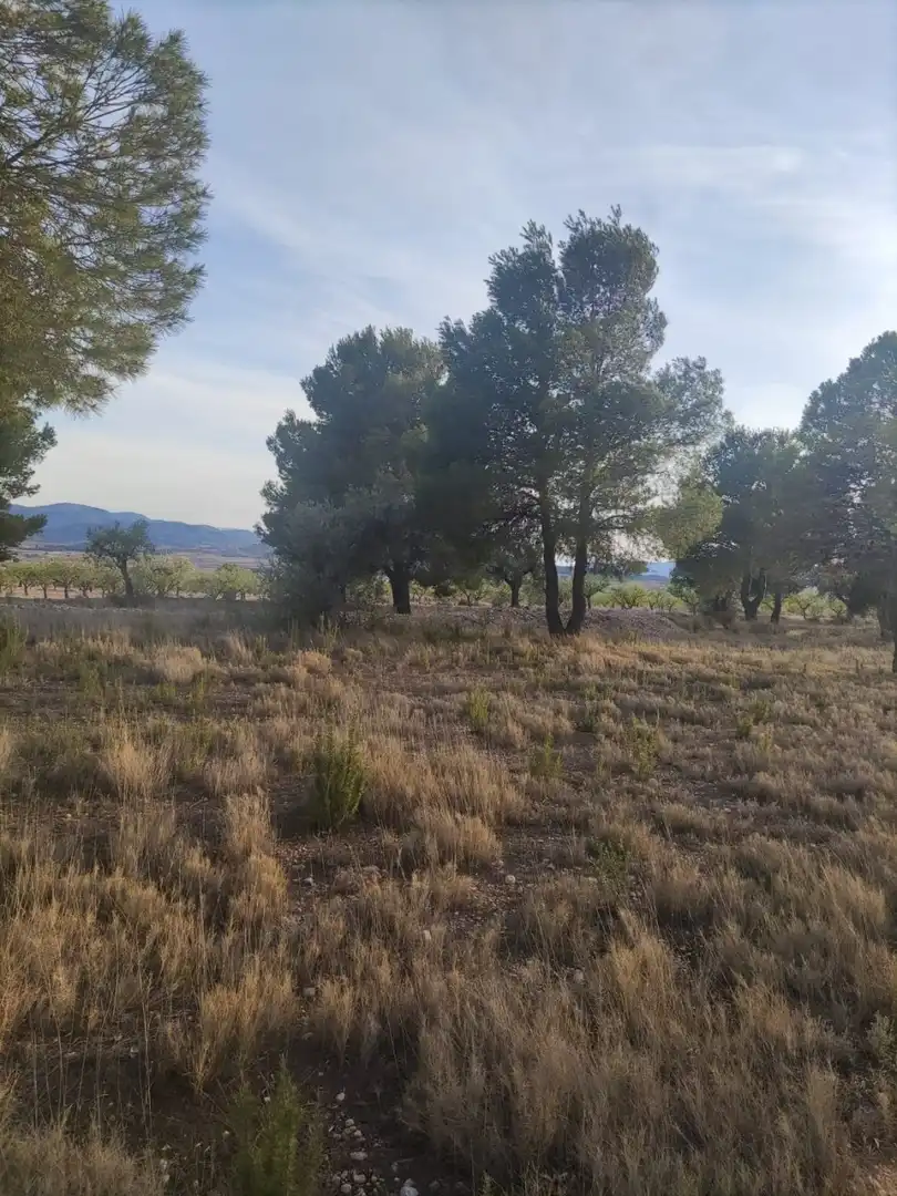 Terreno rústico en venta en El Pinós / Pinoso, imagen 7