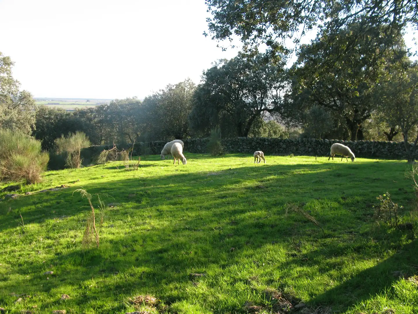 Terreni e lotti in vendita a Jarandilla de la Vera, imagen 5