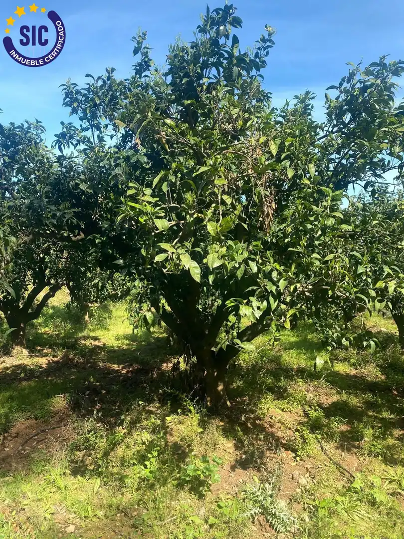 Rural land for sale in Partida Rebols, imagen 10