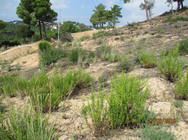 Terreno residenziale in vendita a Avinguda Sant Daniel