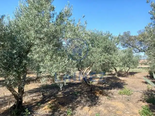 Rural land for sale in Fuente Obejuna, imagen 52