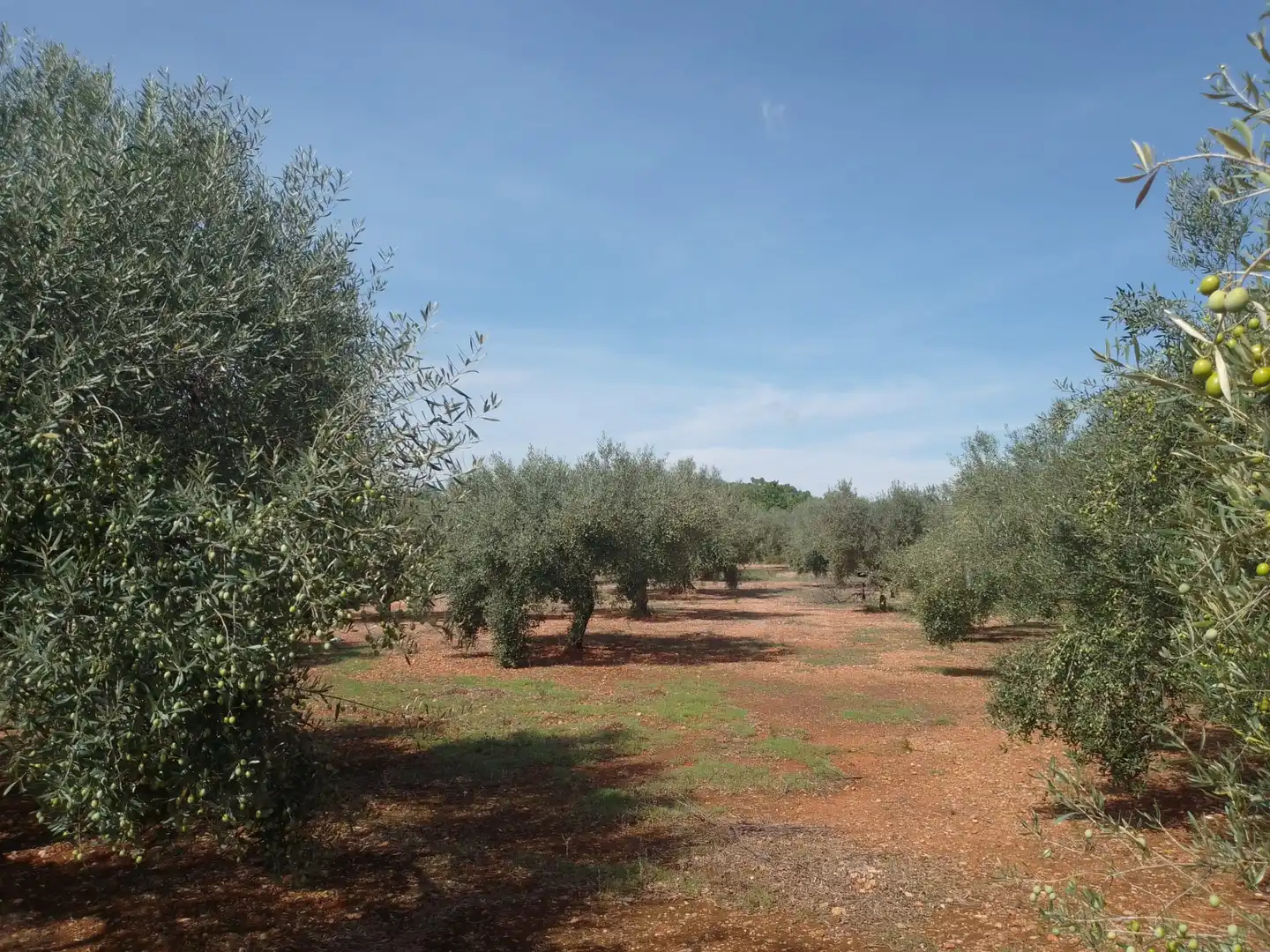 Terreny rústic en venda a Càlig, imagen 11