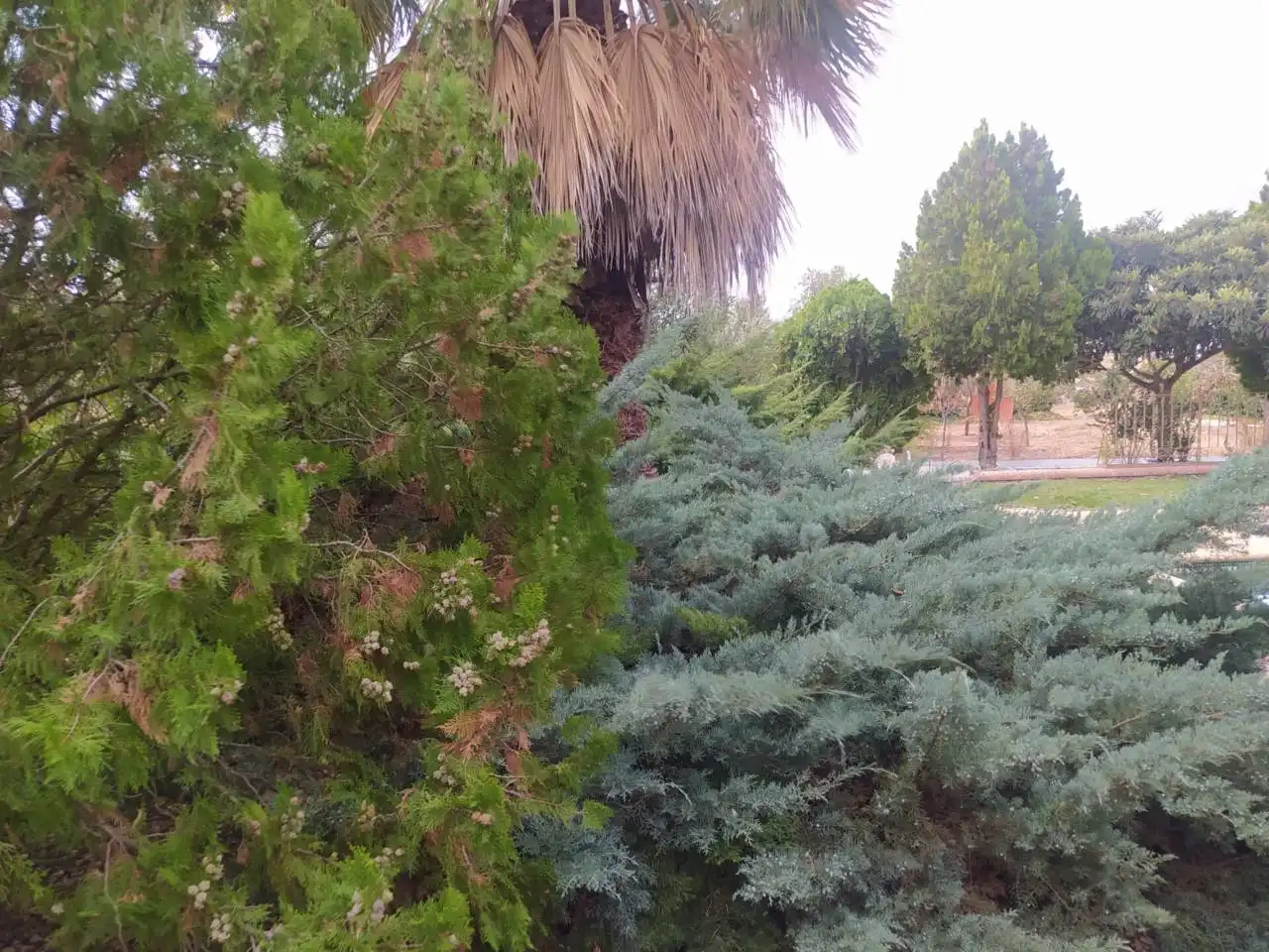 Jardín de Finca rústica en venta en Daimiel con Aire acondicionado, Jardín privado y Terraza