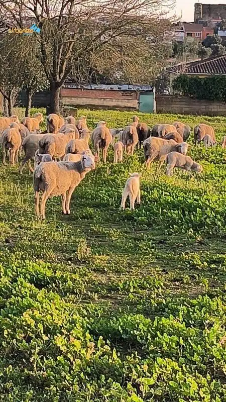 Außenansicht von Country house zum Verkauf in Villanueva del Fresno mit Klimaanlage und Alarm