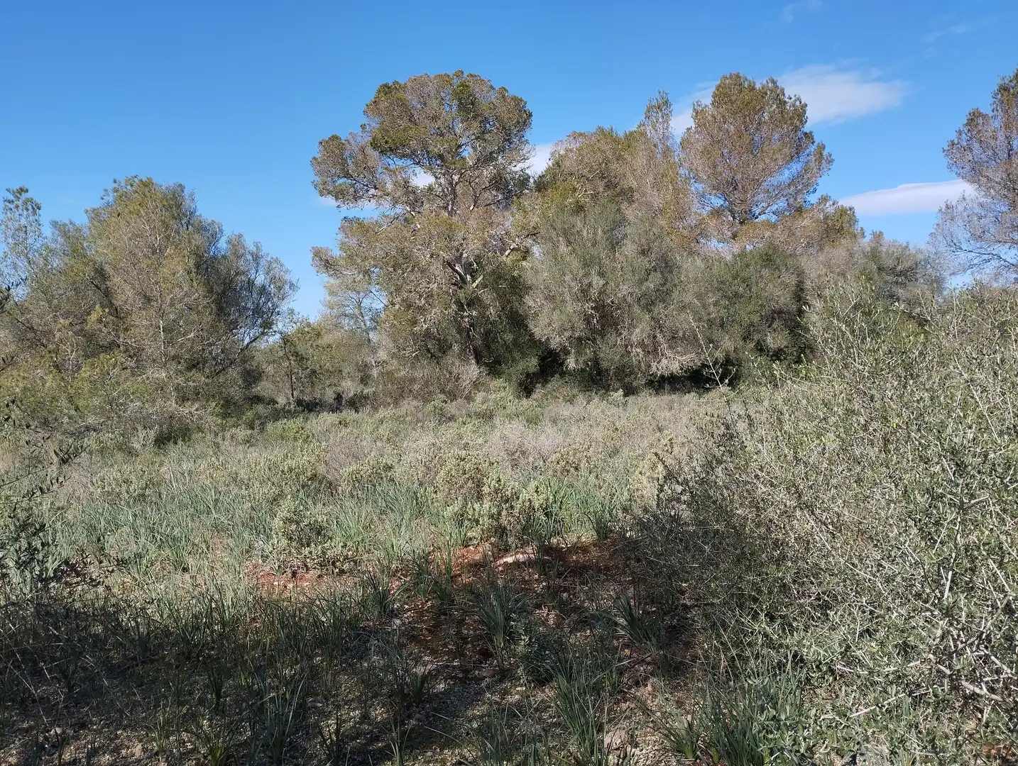 Terreno rustico in vendita a Son Gual-B 11, imagen 3