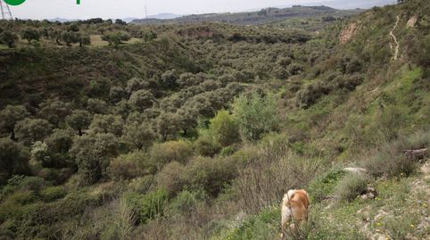 FINCA EN CORTIJO SAN JERÓNIMO BARTODANO, image 4