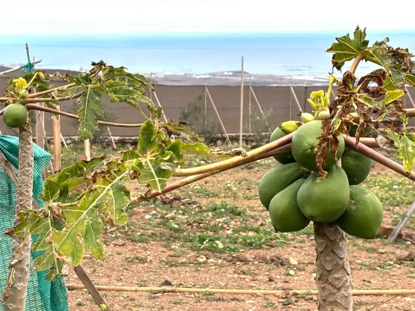 Jardí de Finca rústica en venda en Ingenio