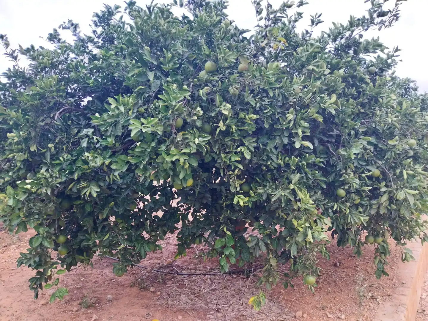Terreny rústic en venda a Camí de la Perrera