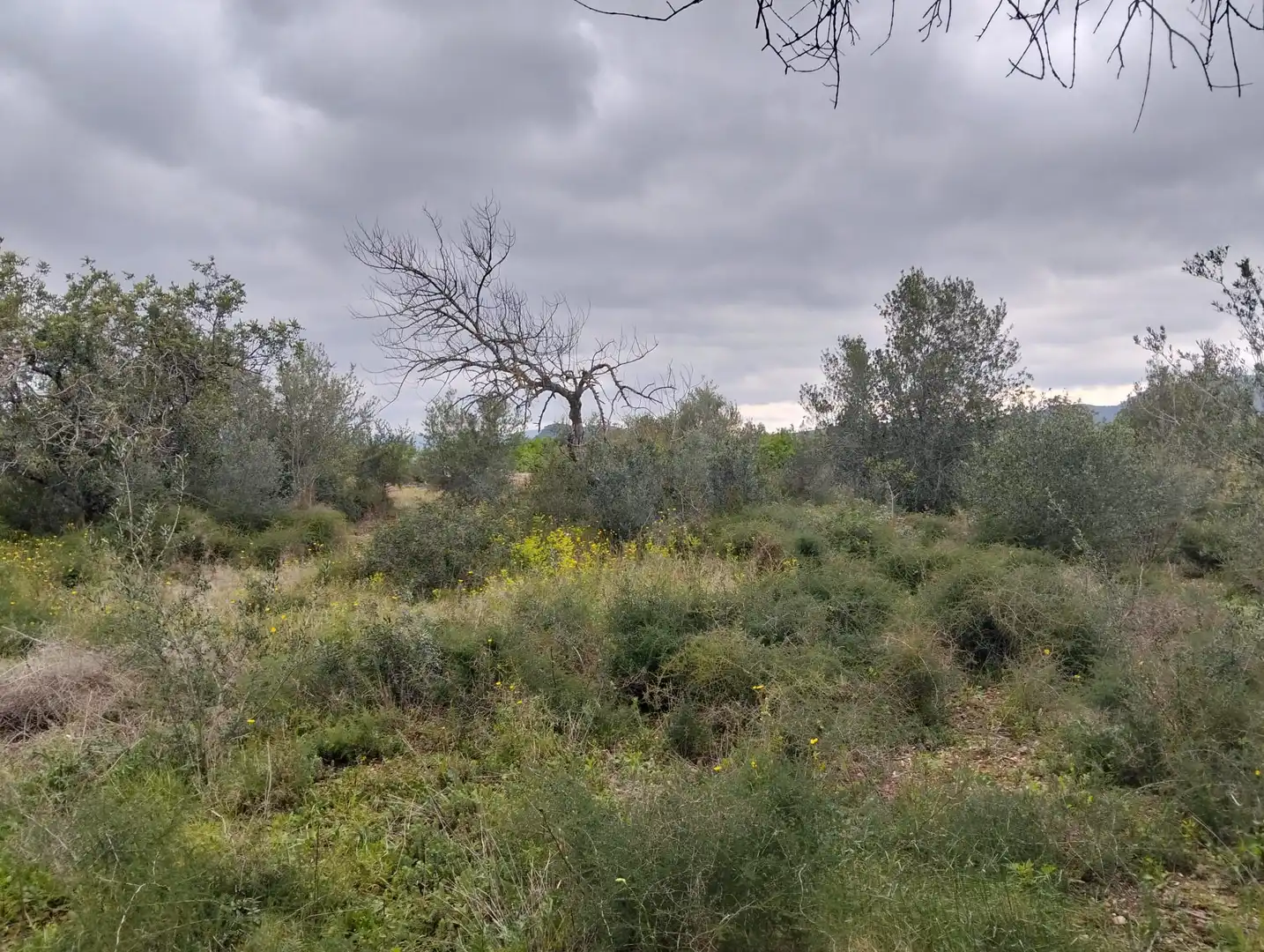 Terrain rustique à vendre à Tivenys, imagen 4