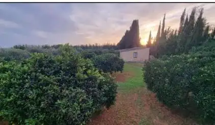 Casa pareada con jardín en alquiler en Binissalem, imagen 22