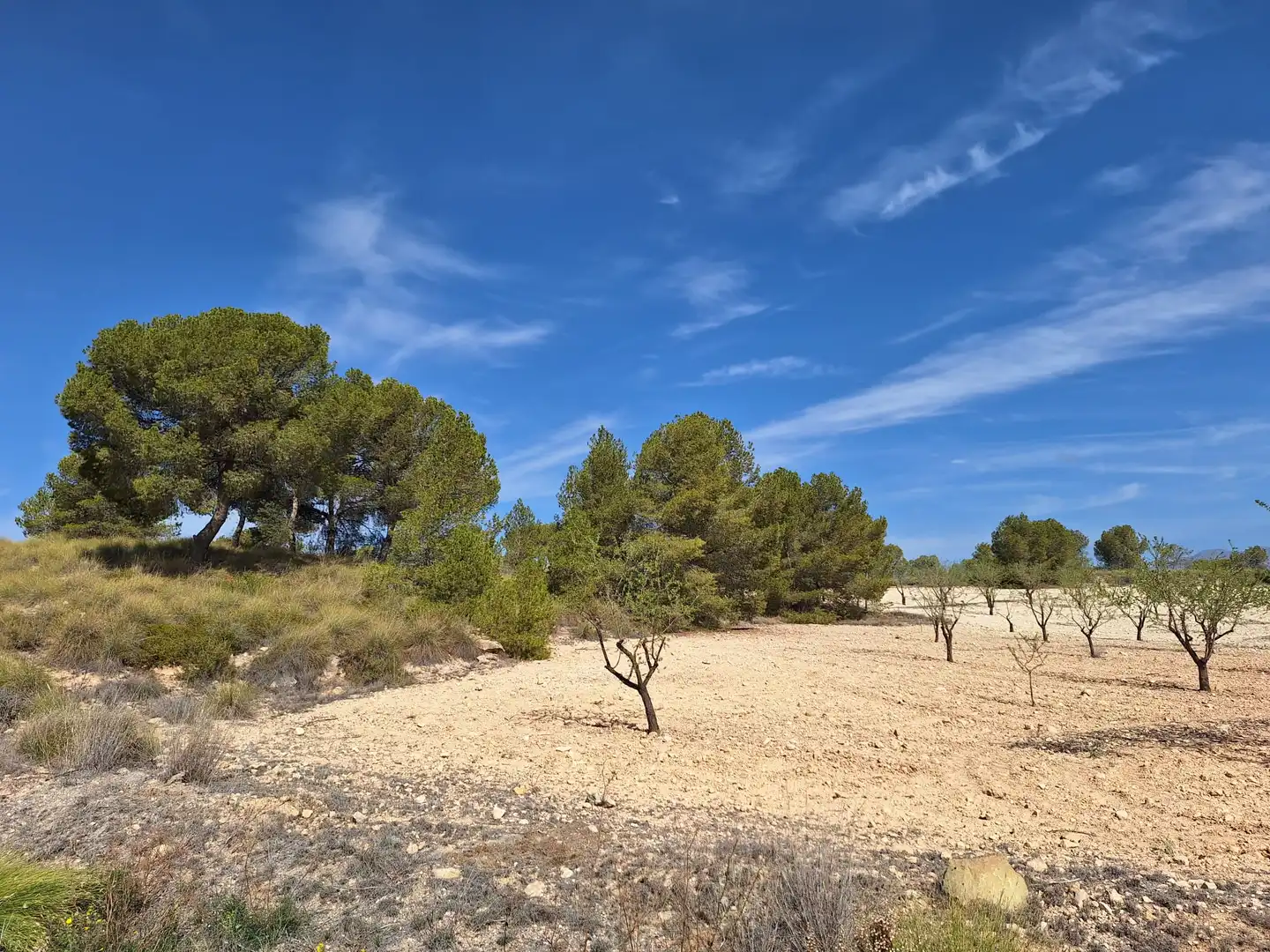 Terreny residencial en venda a Jumilla, imagen 5