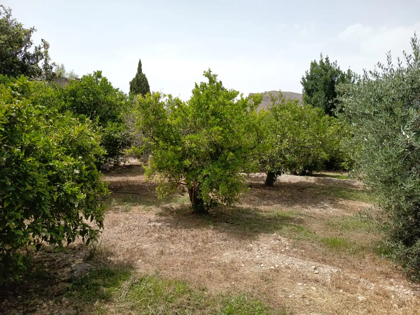 Casa o xalet en venda en Alicante / Alacant amb Jardí privat, Terrassa i Piscina