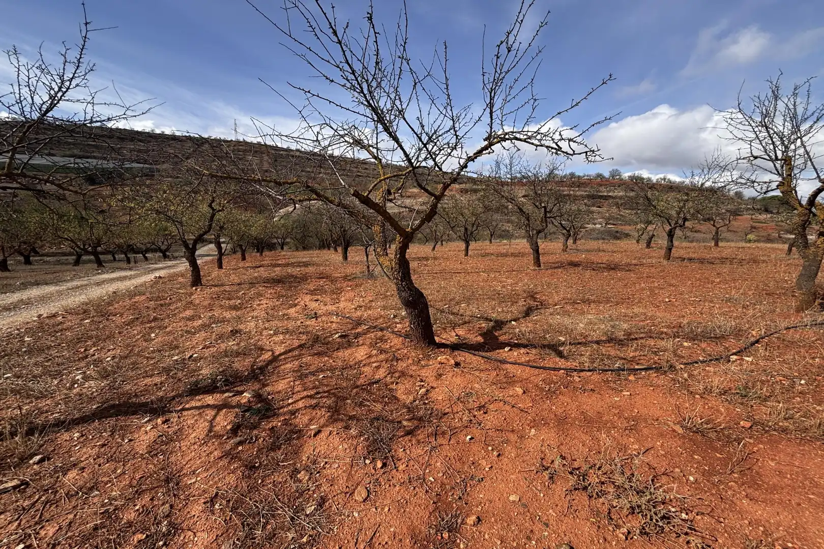 Rural land for sale in Nigüelas, imagen 4