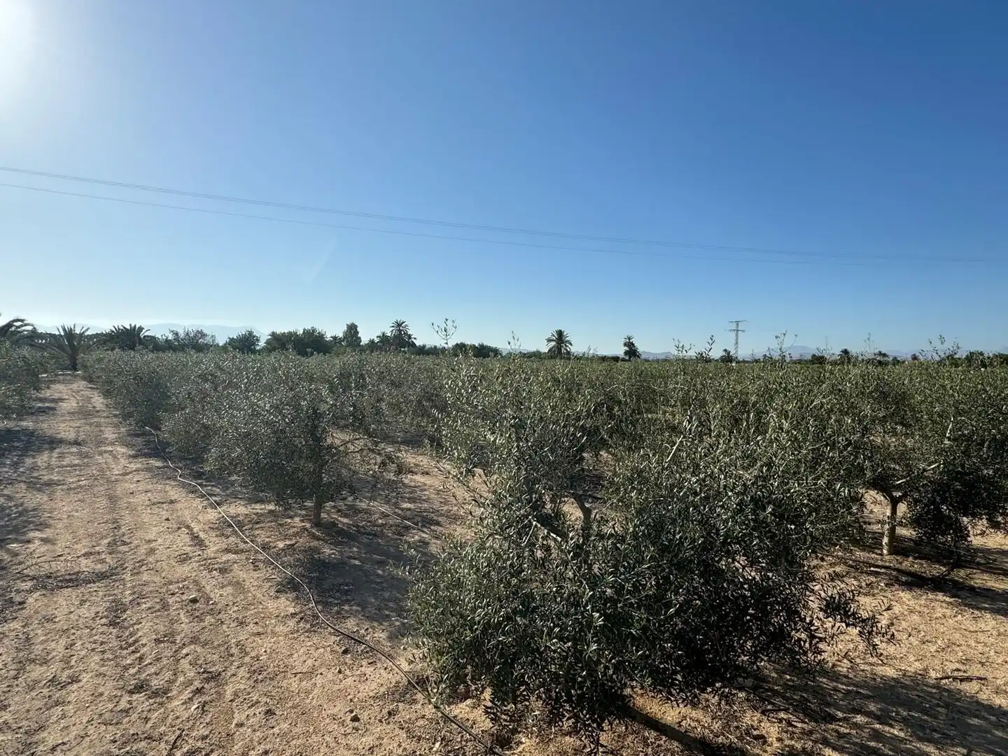 Villa à vendre à Partida Polígono 62 Parcela 80 DAIMES. ELCHE/ELX (ALICANT 62, imagen 38