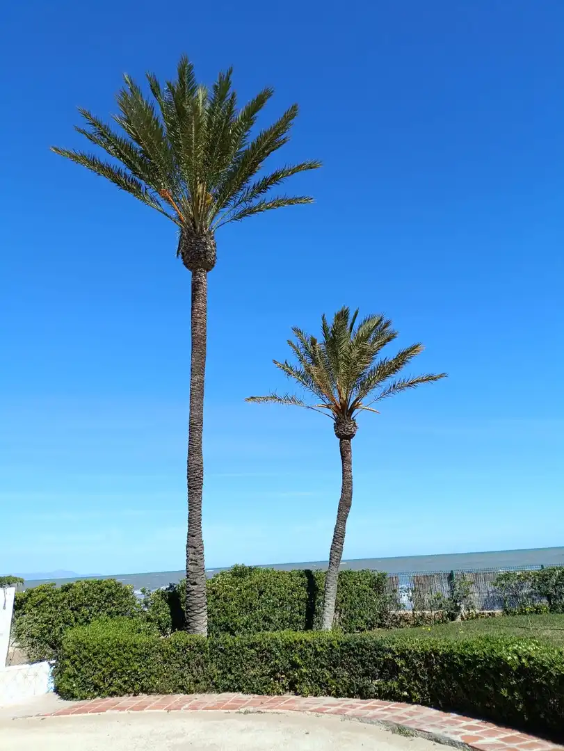Exterior view of Apartments for sale in Dénia