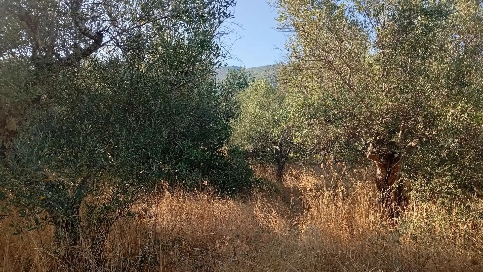 Terreno en venta en Villanueva de la Vera