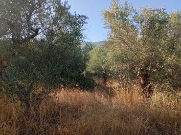 Rustikales Grundstück zum Verkauf in Villanueva de la Vera