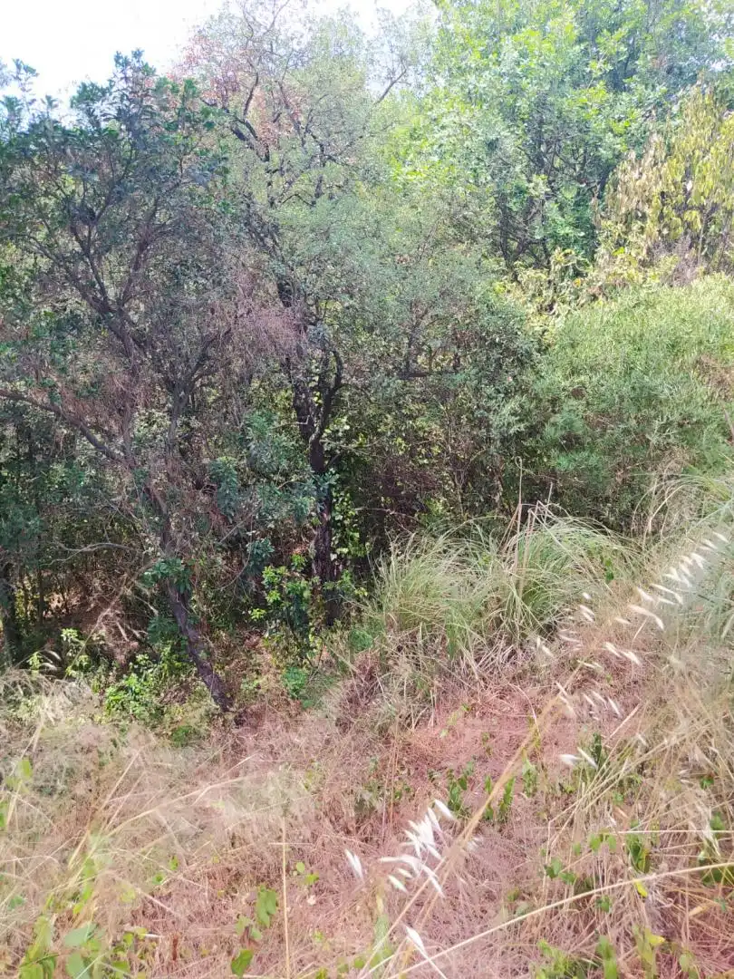 Terreny residencial en venda a Riells i Viabrea, imagen 6