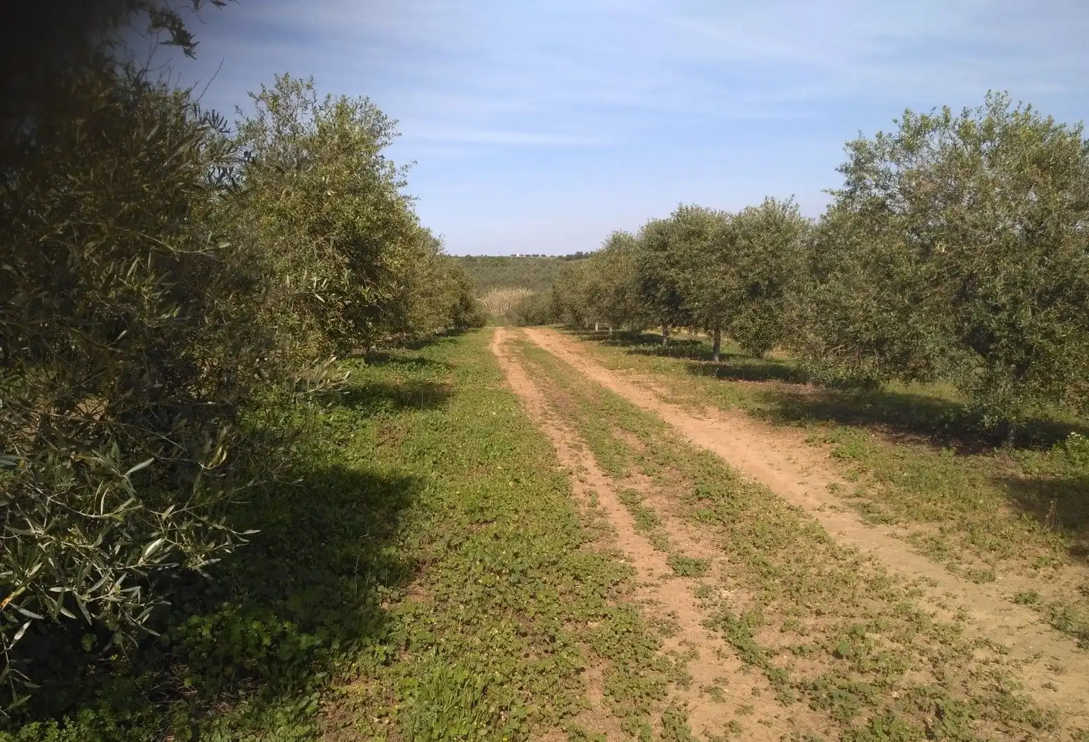 Terreni e lotti in vendita a Lucena del Puerto, imagen 13