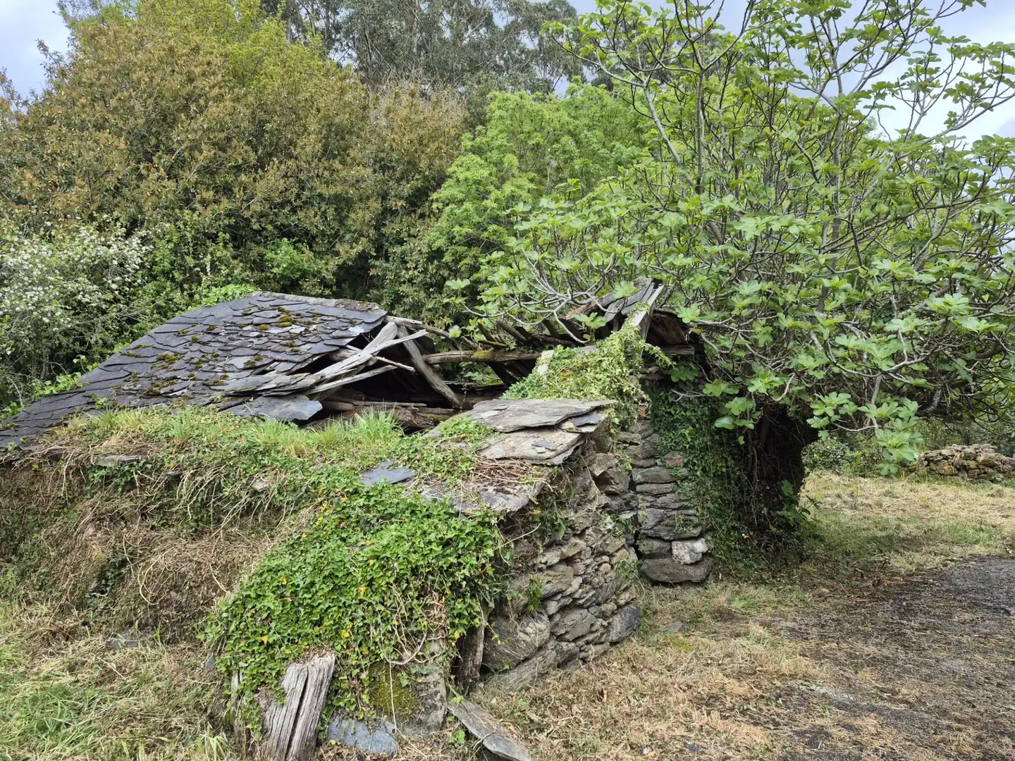 Vista exterior de Finca rústica en venta en As Somozas  con Jardín privado