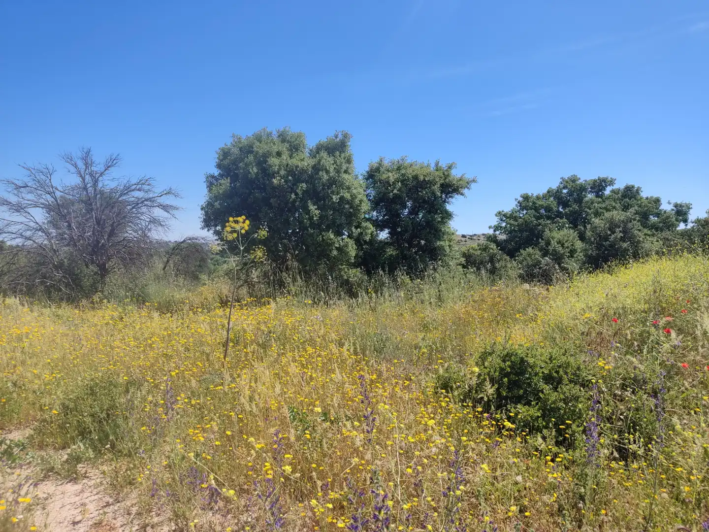 Land for sale in Navalcarnero
