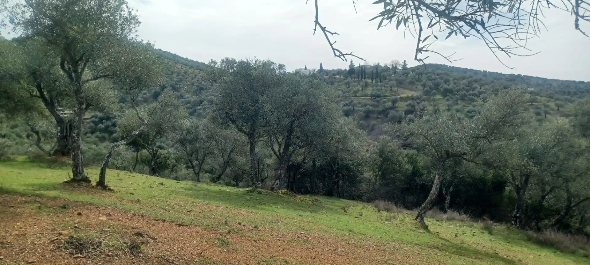 Terreni e lotti in vendita a Constantina, imagen 38