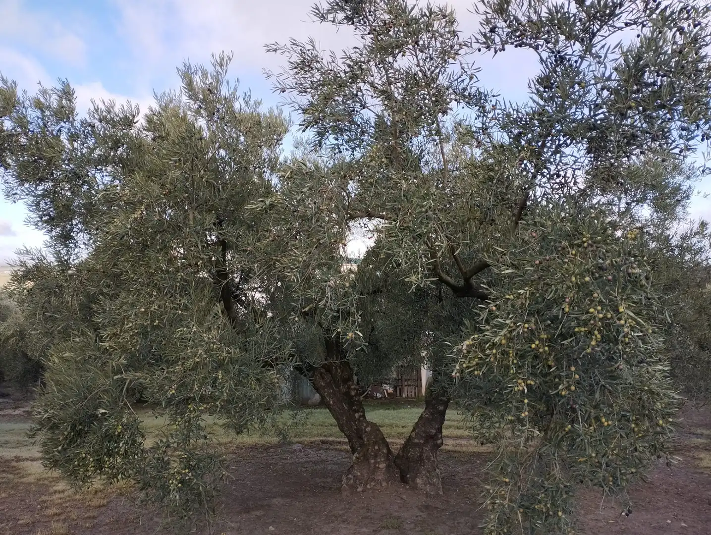 Jardín de Finca rústica en venta en Cabra
