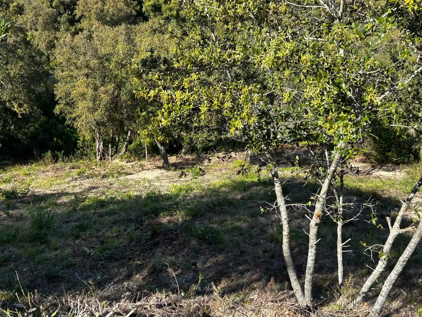 Wohnbaugrundstück zum Verkauf in Lloret Residencial - Montlloret, imagen 6