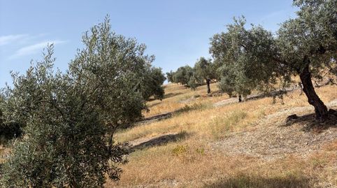 Finca de Olivar en Plena Producción, immagine 5
