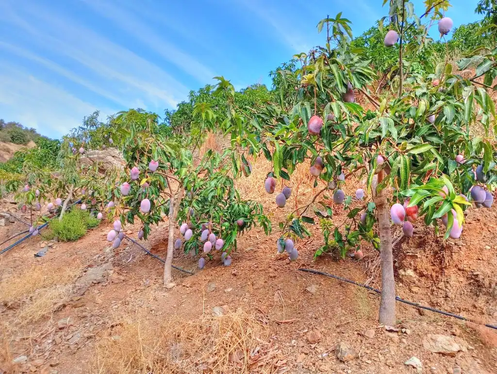 Rural land for sale in El Borge, imagen 2