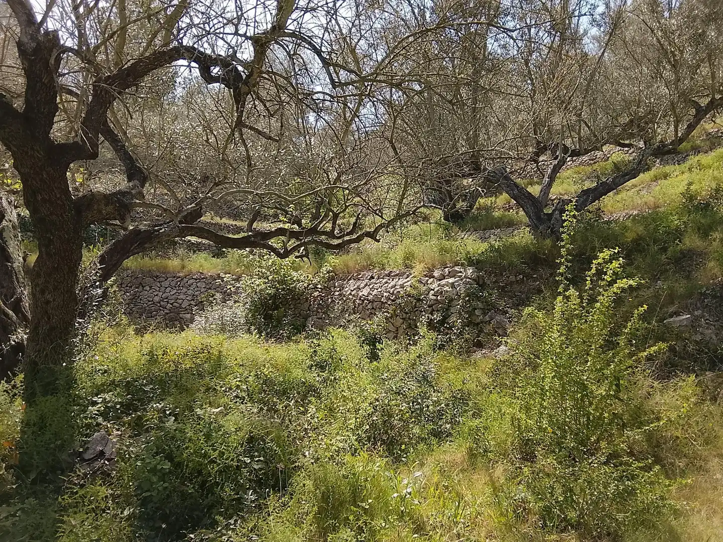 Maison rustique à vendre à Camí de la Finca del Governador, imagen 6