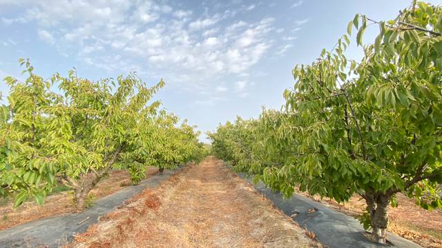 Terreno en Venta en Zarza de Granadilla