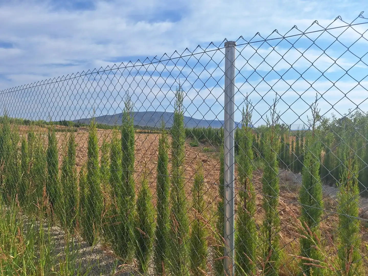 Terreno rústico en venta en El Pinós / Pinoso, imagen 5