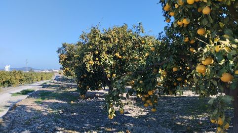 Finca Rústica cercana al pueblo, immagine 4