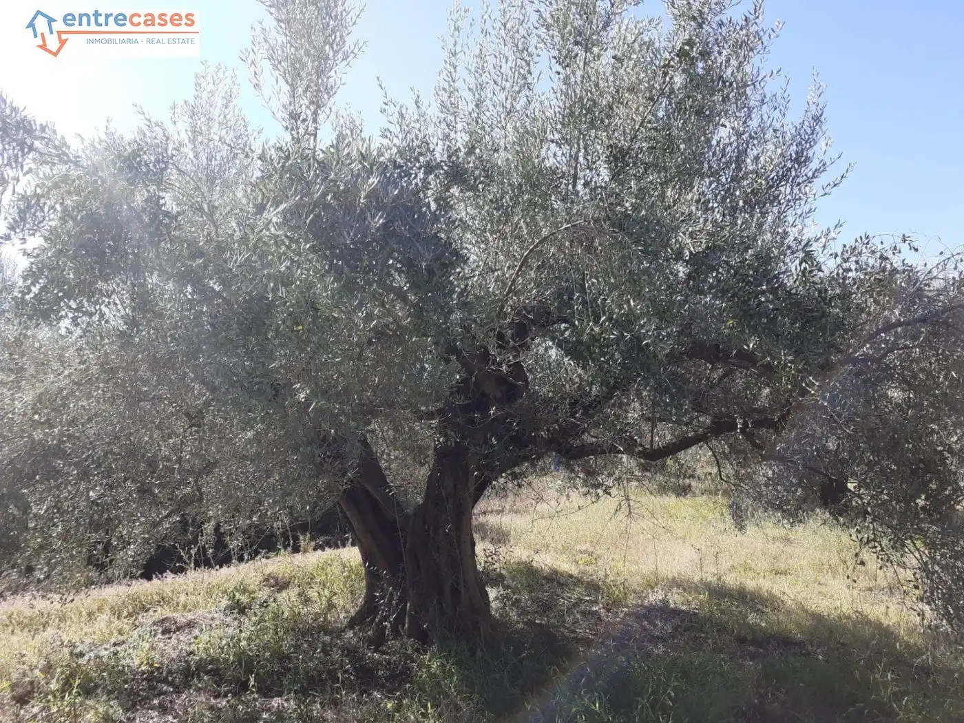 Terreno rustico in vendita a Segorbe, imagen 8
