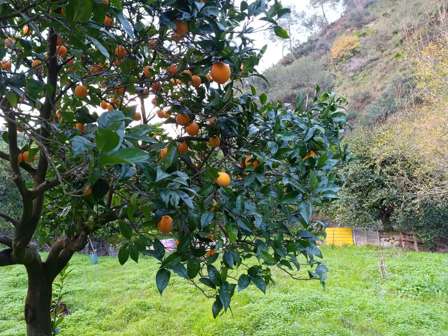 Jardín de Terreno en venta en Nerja
