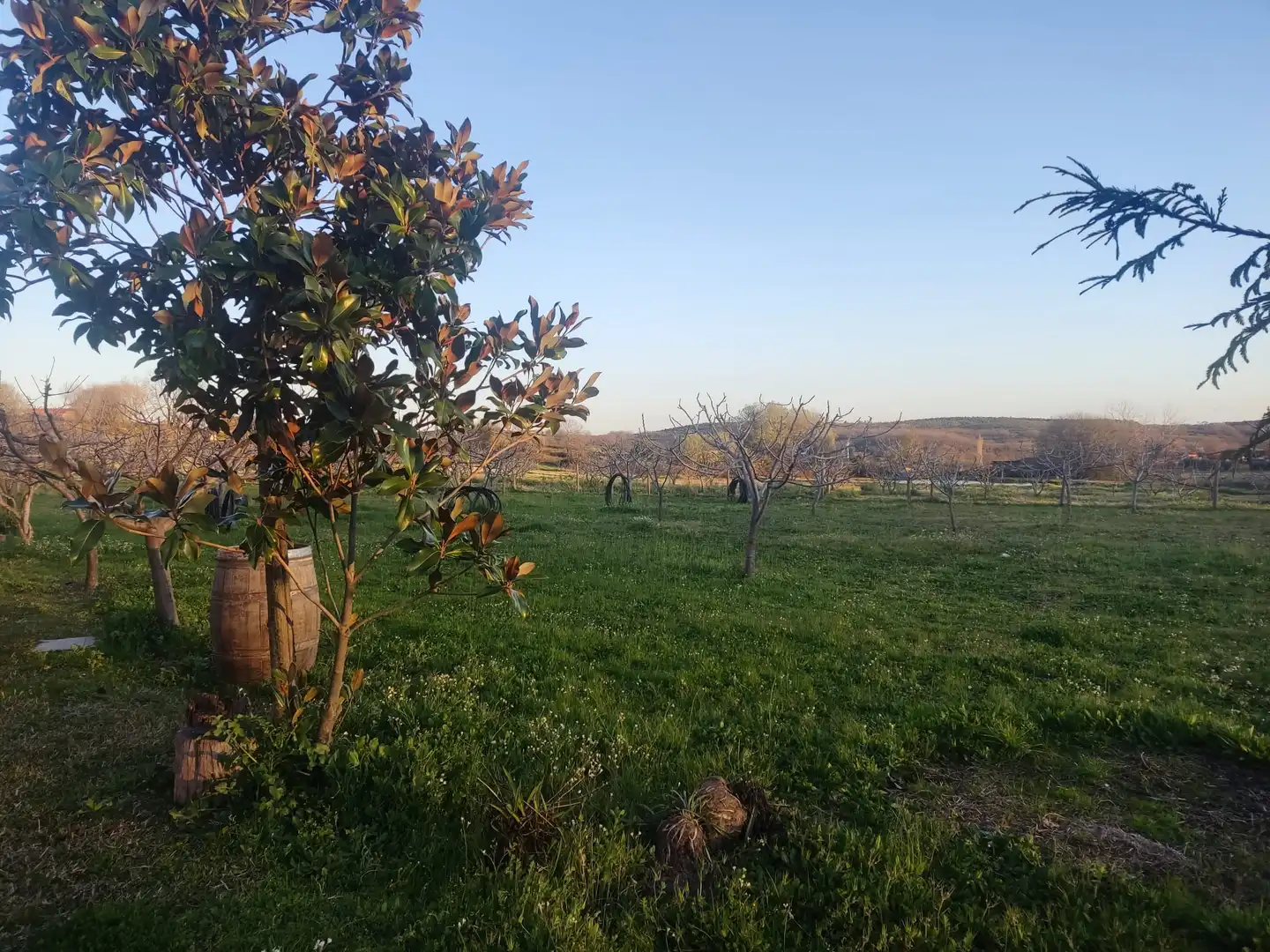 Terreni e lotti in vendita a Jarandilla de la Vera, imagen 5