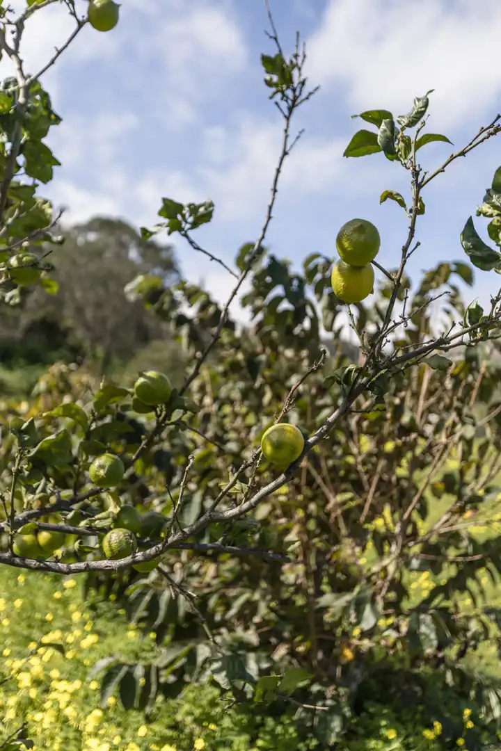 Jardín de Finca rústica en venta en Tegueste con Jardín privado, Terraza y Horno