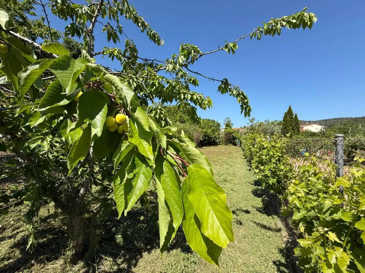 Jardín de Casa adosada en venta en Oña