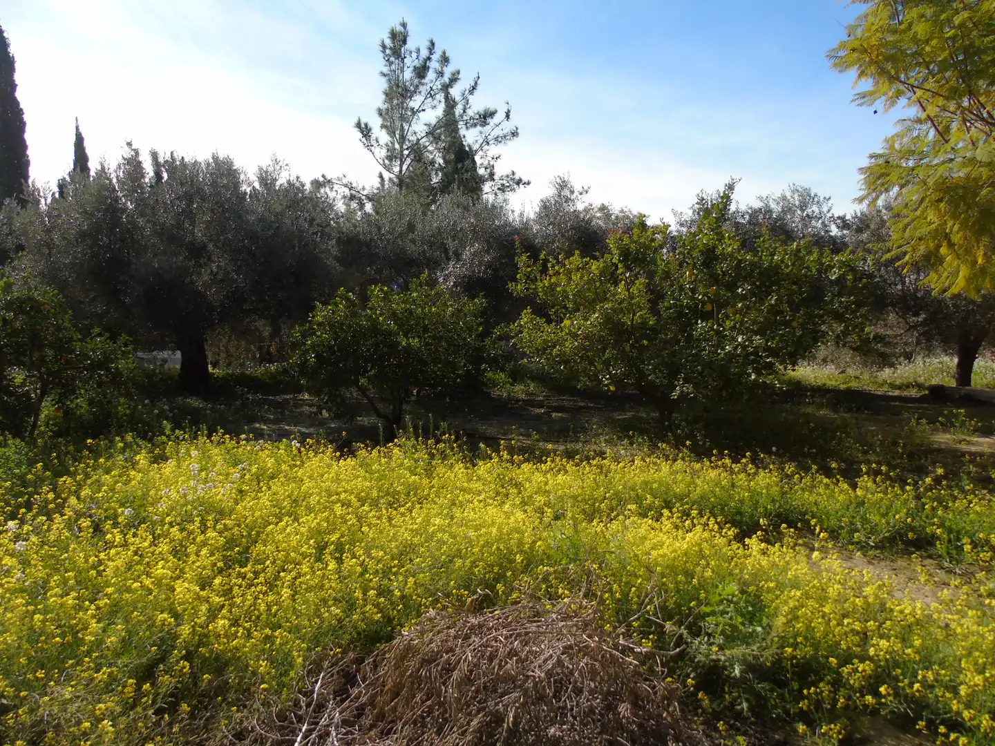 Finca rústica en venta en Molina de Segura con Aire acondicionado, Jardín privado y Amueblado