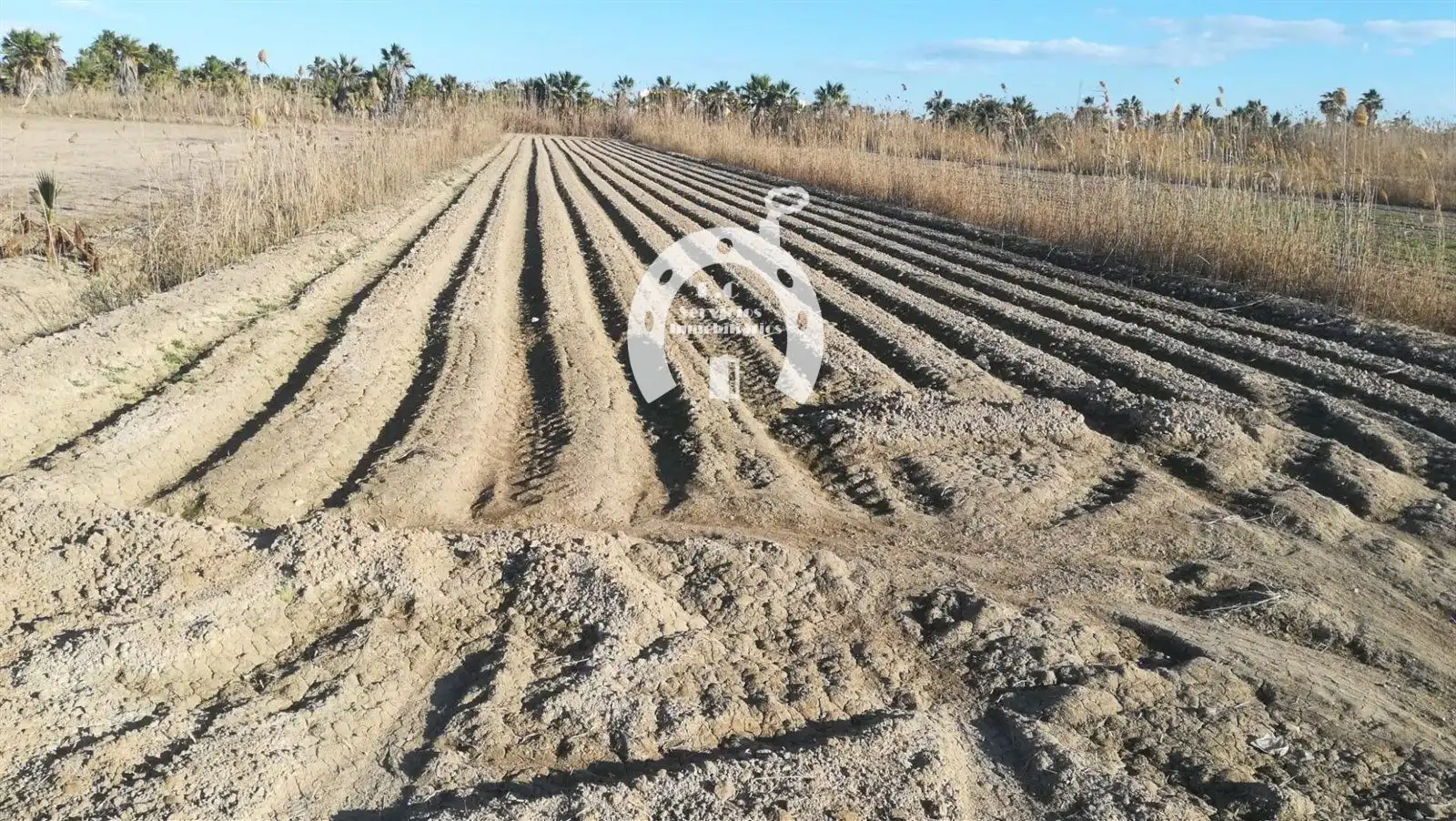 Terreno rustico in vendita a San Fulgencio, imagen 2