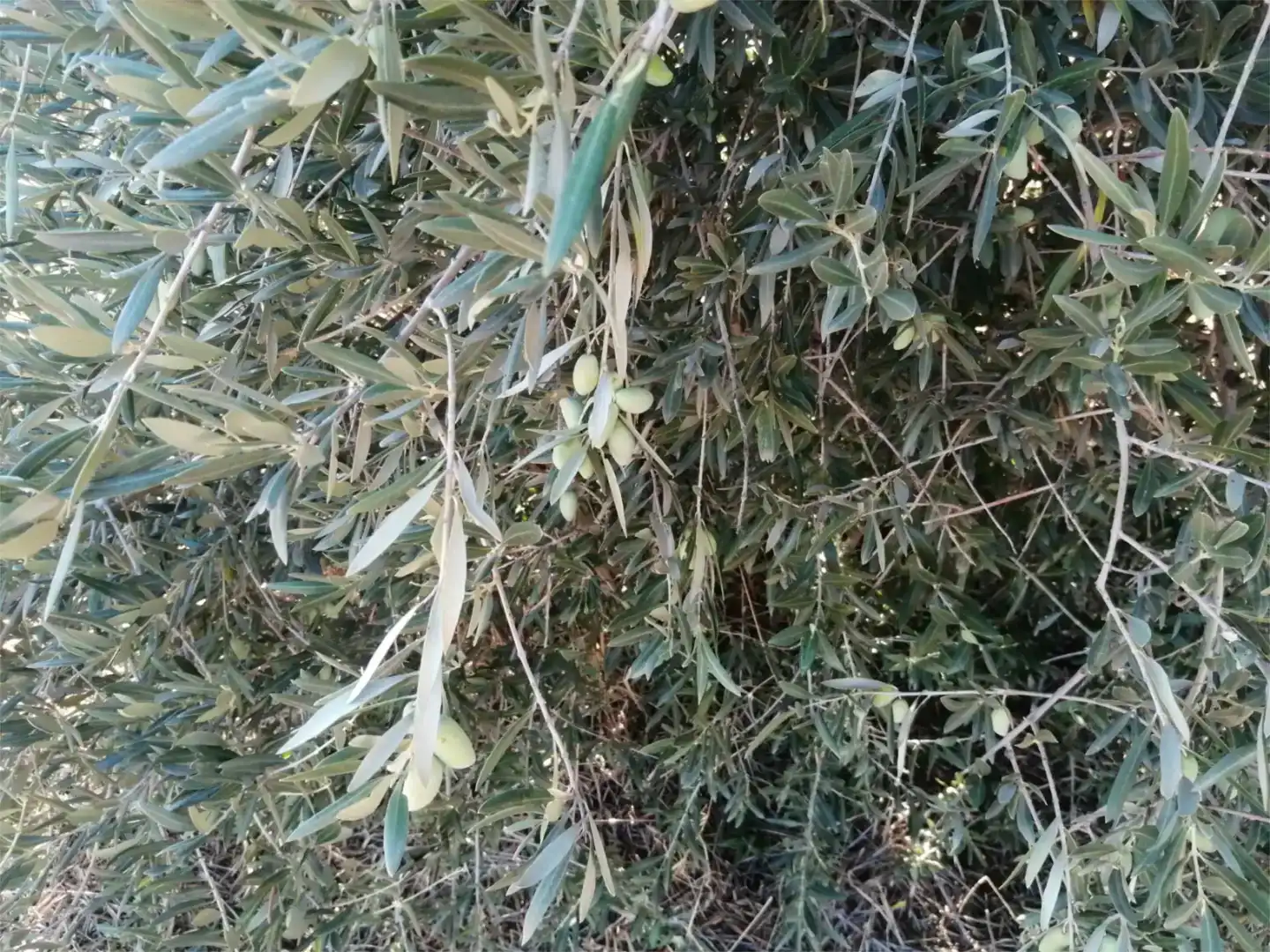 Jardí de Casa o xalet en venda en Argamasilla de Calatrava amb Piscina