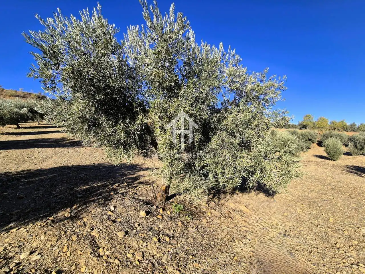 Lands and plots for sale in Lanteira, imagen 3