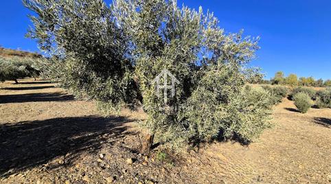 Photo 3 of Land for sale in Lanteira, Granada