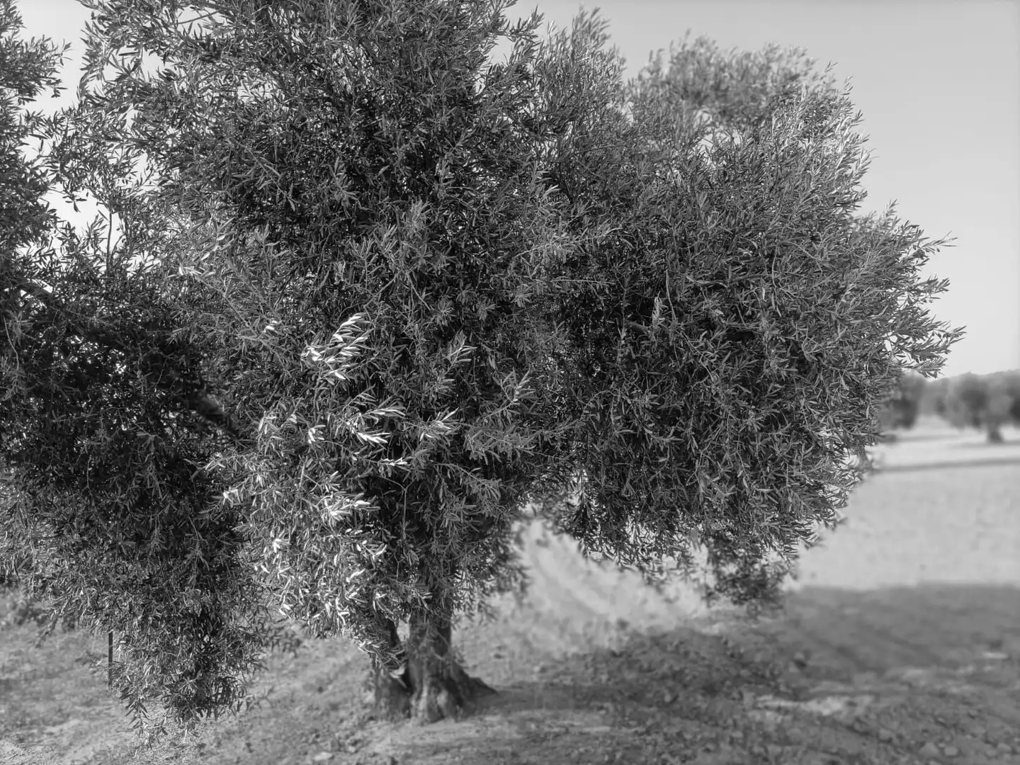 Terreni e lotti in vendita a Villaminaya, imagen 3